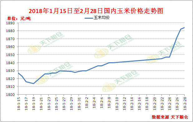 今日玉米价格分析，最新报告揭示市场动态