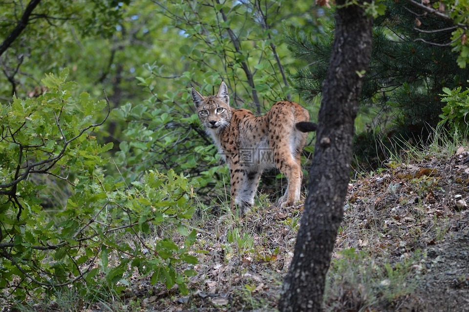 揭秘野山猫神秘世界，最新视频展现独特魅力