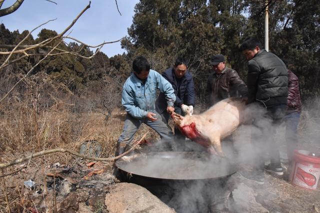 河南杀猪传统习俗与现代转型的交融