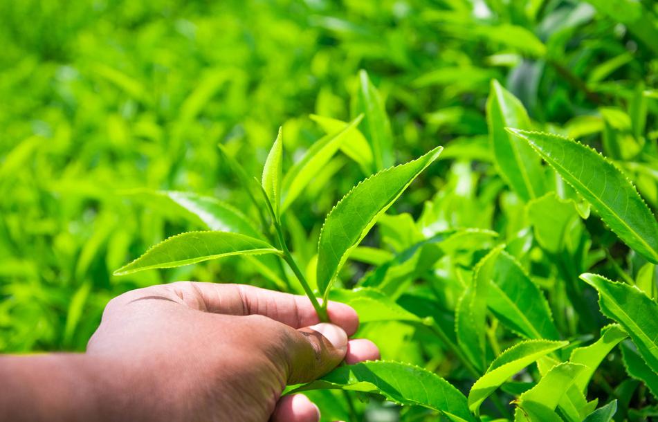 最新茶叶品种引领未来茶饮时代探索