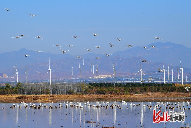 天鹅湖公园全新风貌及活动盛况纪实