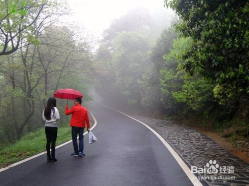 黄枫雨天诗篇，自然之美与情感之韵的探索